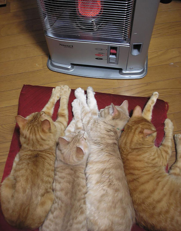 animales-que-aman-al-calor (6)
