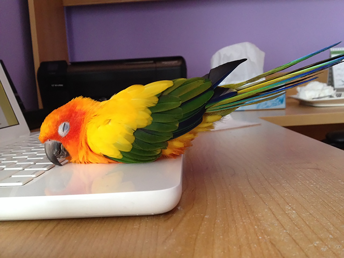 25 animales que aman al calor más que cualquier otra cosa en el mundo
