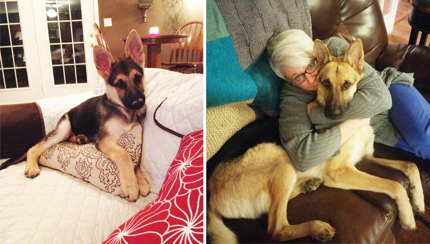 antes-despues-perros-creciendo (1)