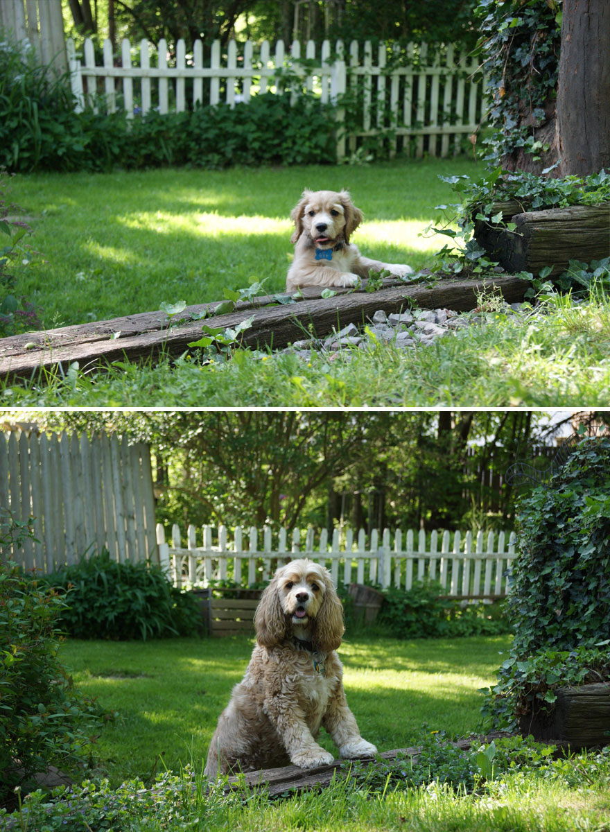 antes-despues-perros-creciendo (11)