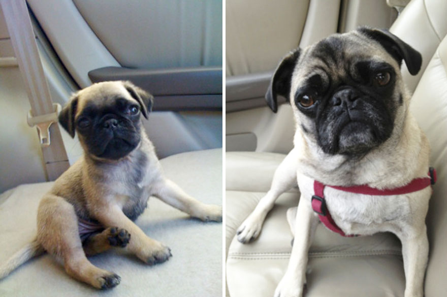 antes-despues-perros-creciendo (12)