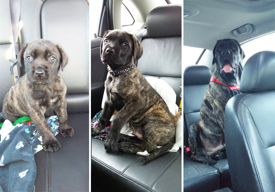 antes-despues-perros-creciendo (14)