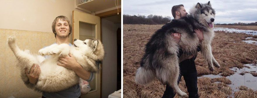 antes-despues-perros-creciendo (16)