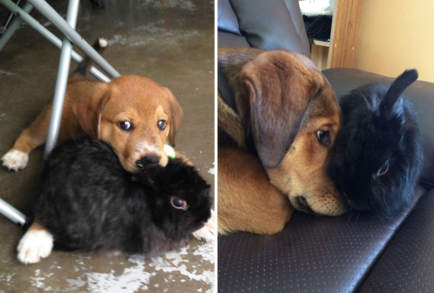 antes-despues-perros-creciendo (17)