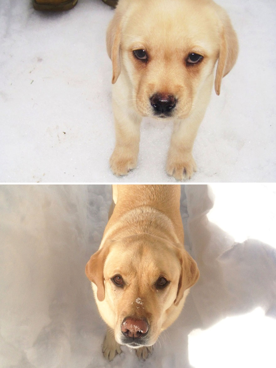 antes-despues-perros-creciendo (18)