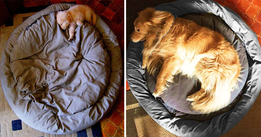 antes-despues-perros-creciendo (19)
