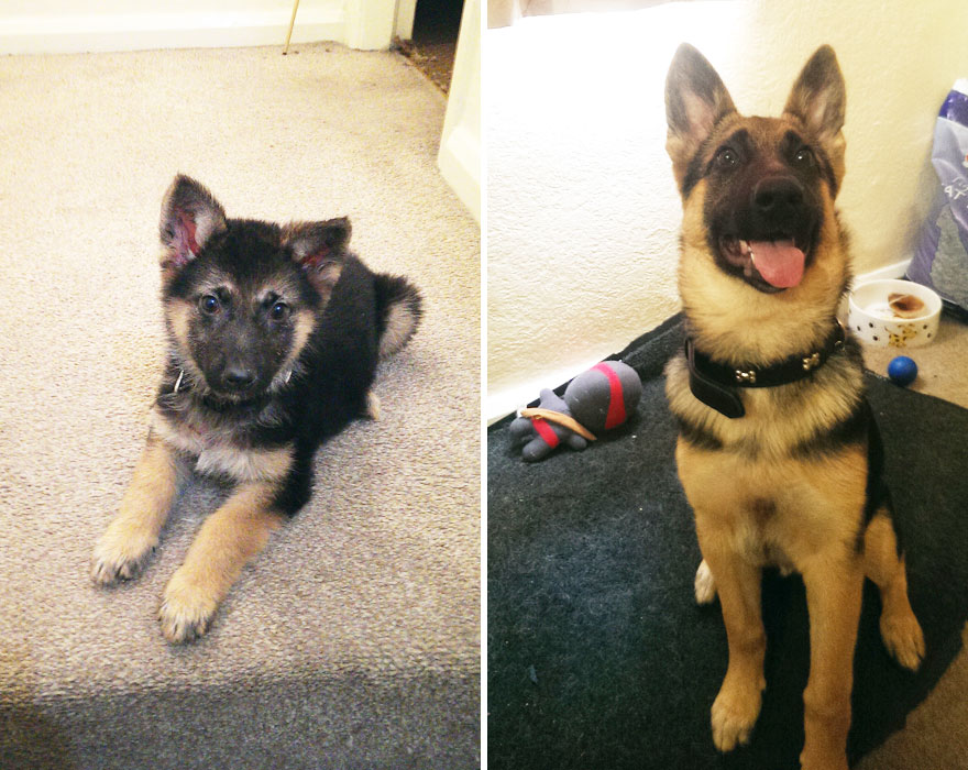 antes-despues-perros-creciendo (2)