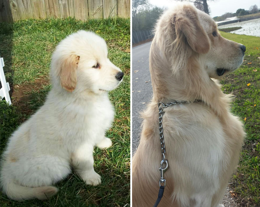 antes-despues-perros-creciendo (22)