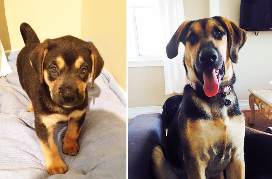 antes-despues-perros-creciendo (26)