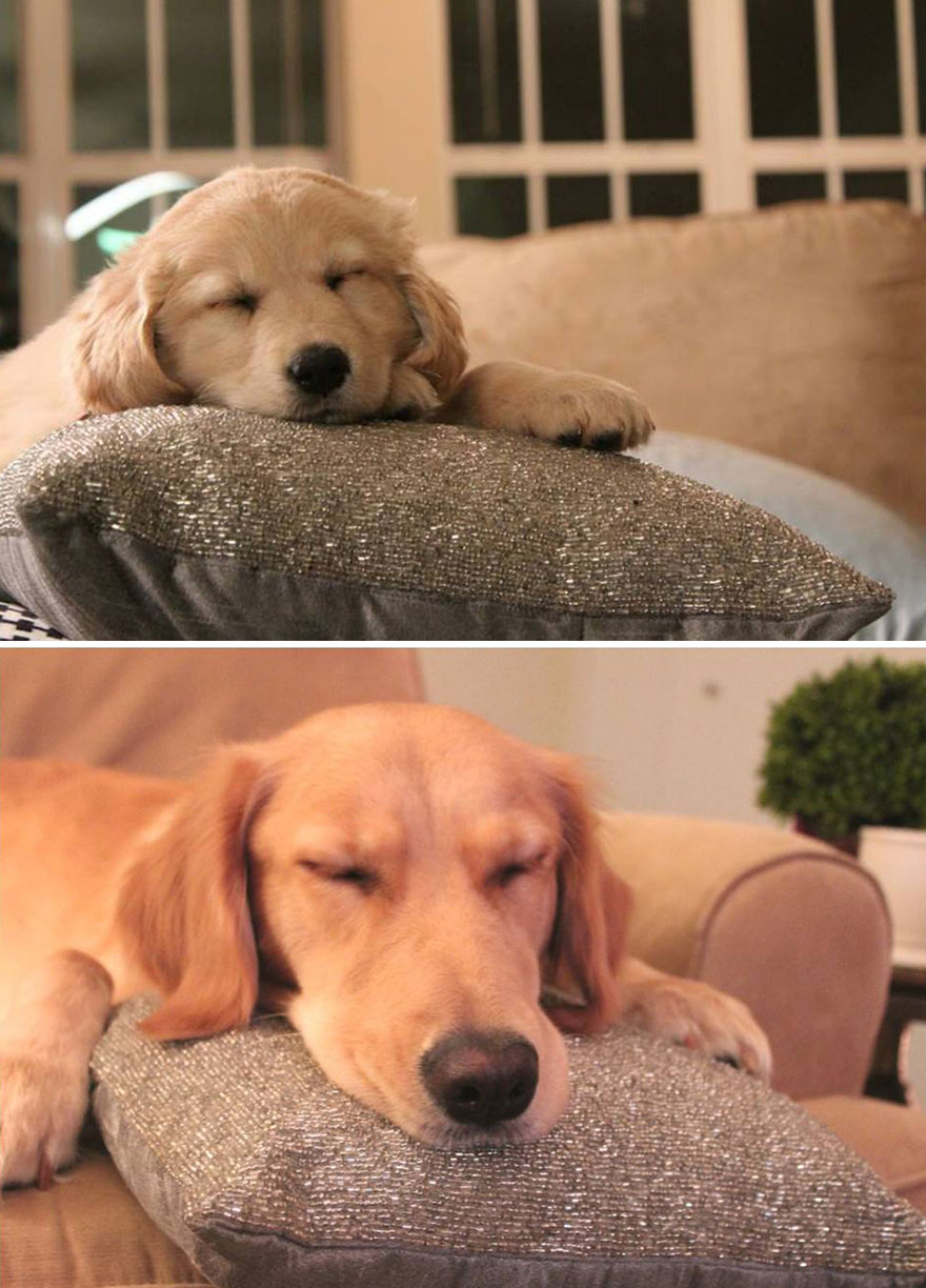 antes-despues-perros-creciendo (27)