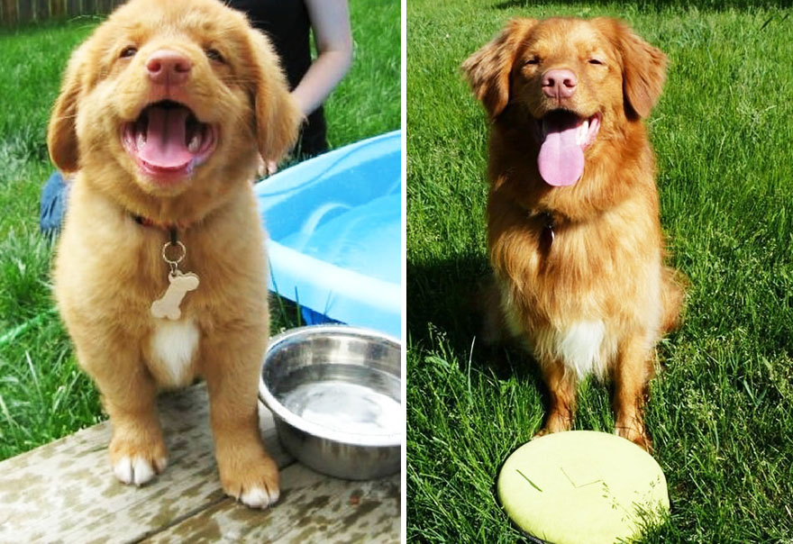 antes-despues-perros-creciendo (29)