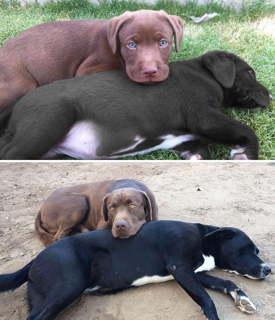 antes-despues-perros-creciendo (31)