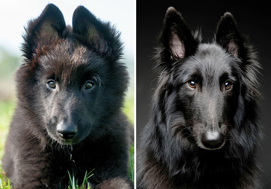 antes-despues-perros-creciendo (4)