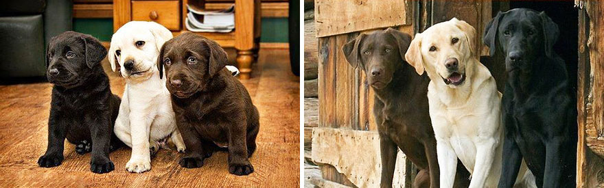 antes-despues-perros-creciendo (8)