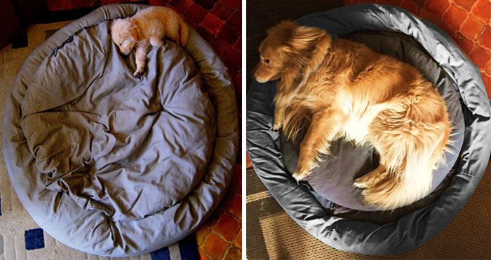25 Fotos del antes y después de perros creciendo
