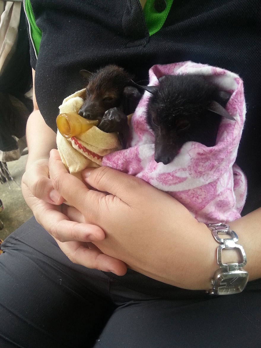 crias-adorables-hospital-de-murcielagos-australia (1)