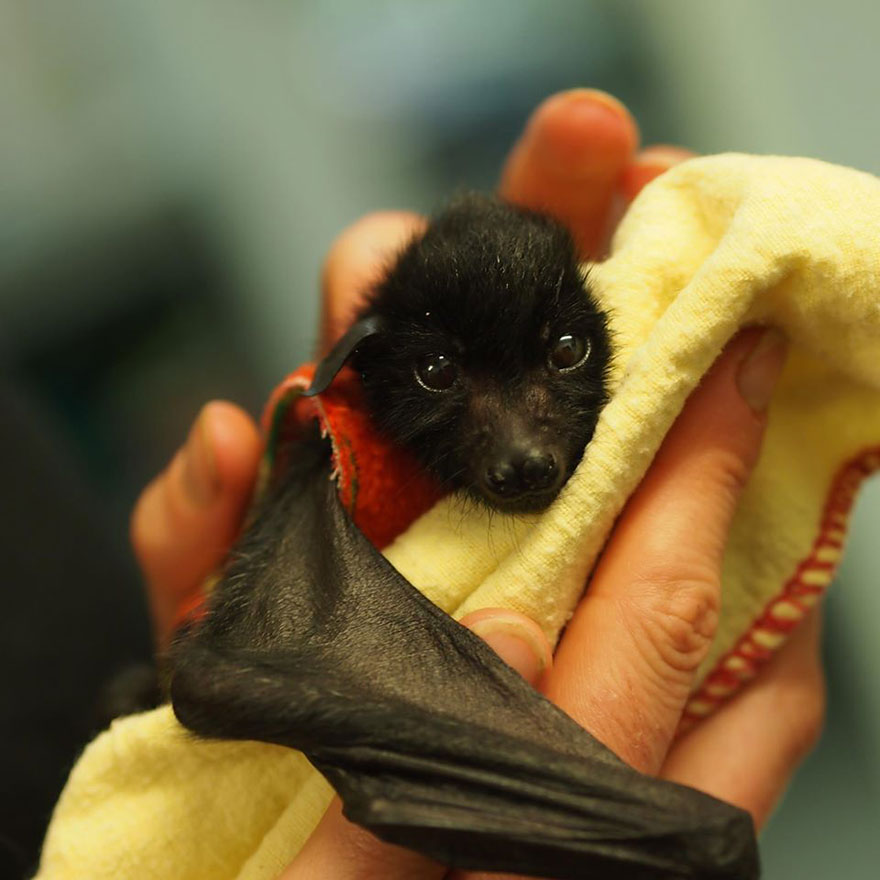 crias-adorables-hospital-de-murcielagos-australia (10)