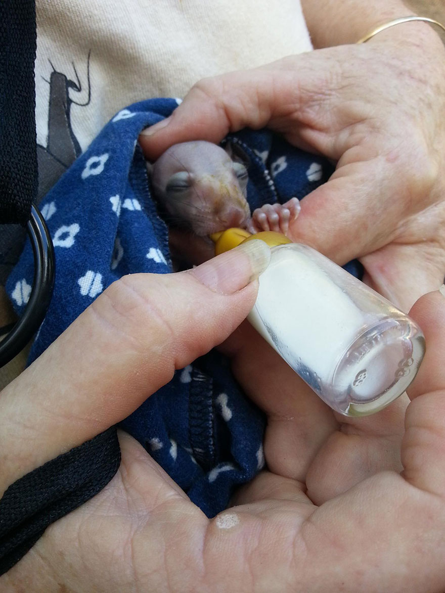 crias-adorables-hospital-de-murcielagos-australia (11)
