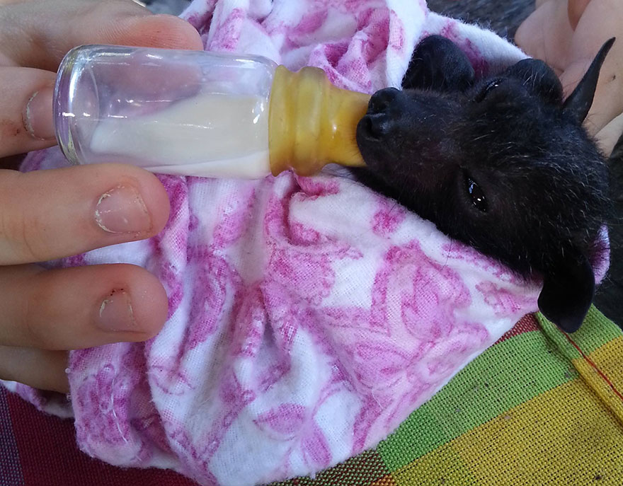 crias-adorables-hospital-de-murcielagos-australia (12)