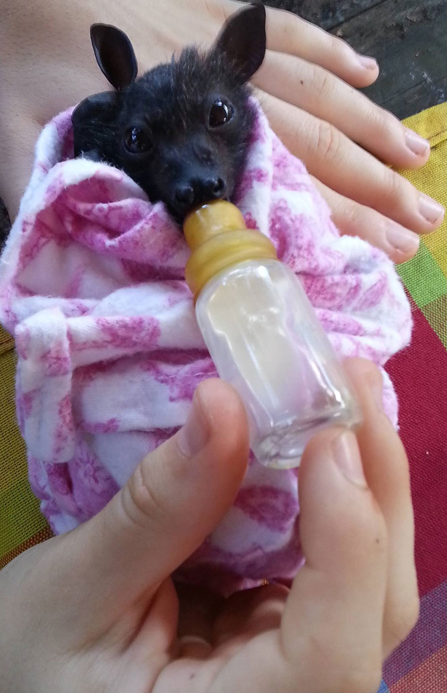 crias-adorables-hospital-de-murcielagos-australia (13)