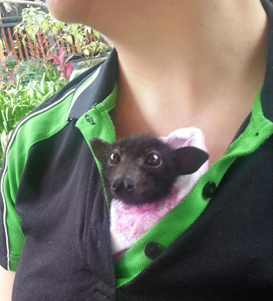 crias-adorables-hospital-de-murcielagos-australia (2)
