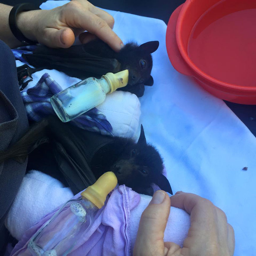 crias-adorables-hospital-de-murcielagos-australia (3)