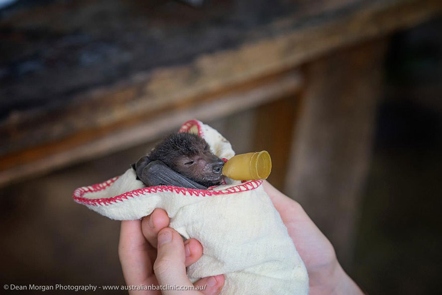 crias-adorables-hospital-de-murcielagos-australia (4)
