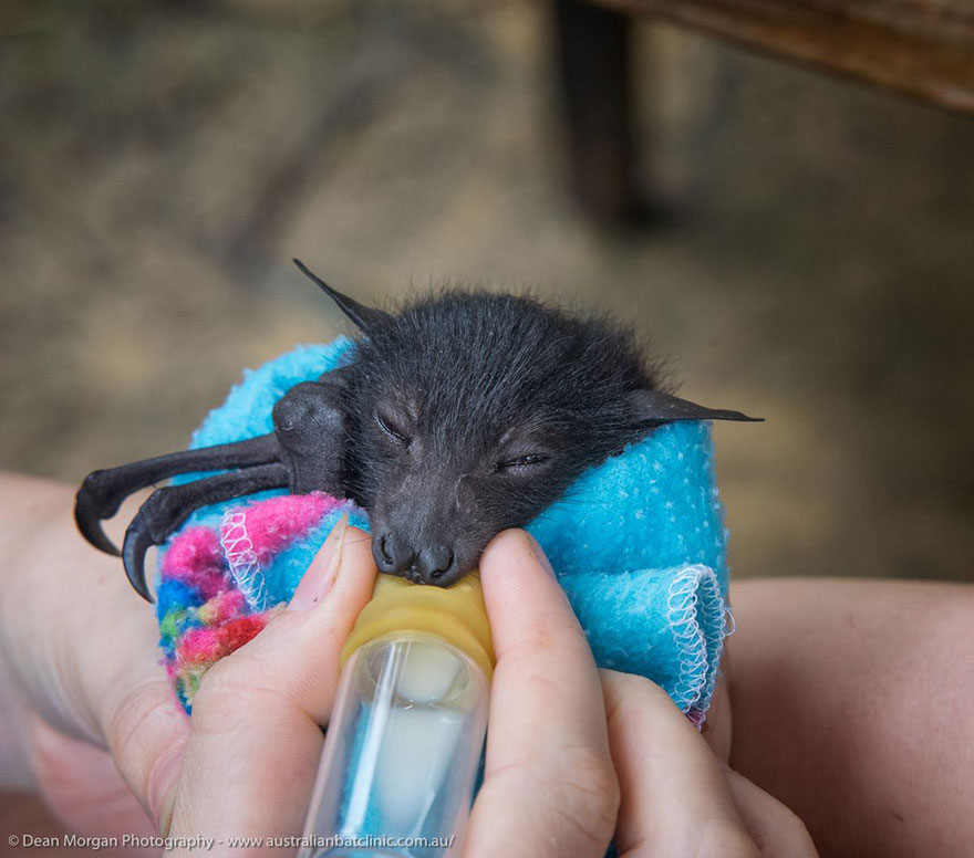 crias-adorables-hospital-de-murcielagos-australia (5)