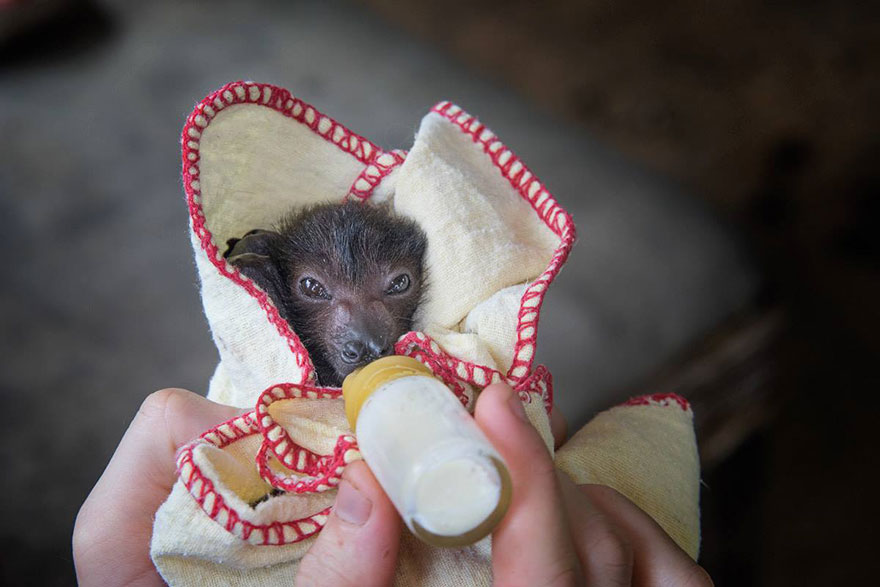 crias-adorables-hospital-de-murcielagos-australia (6)
