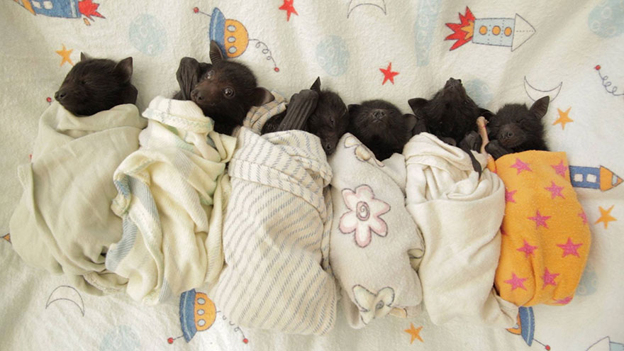 crias-adorables-hospital-de-murcielagos-australia (8)