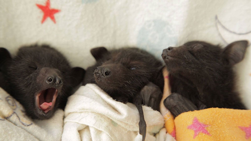 crias-adorables-hospital-de-murcielagos-australia (9)