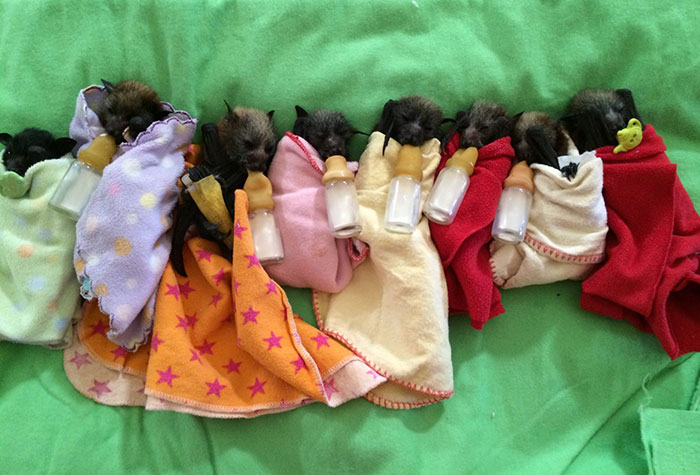 Las crías huérfanas en este hospital de murciélagos son demasiado adorables