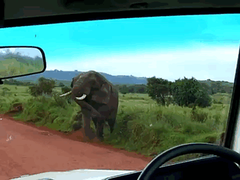 elefante-mata-cazador-ian-gibson (1)