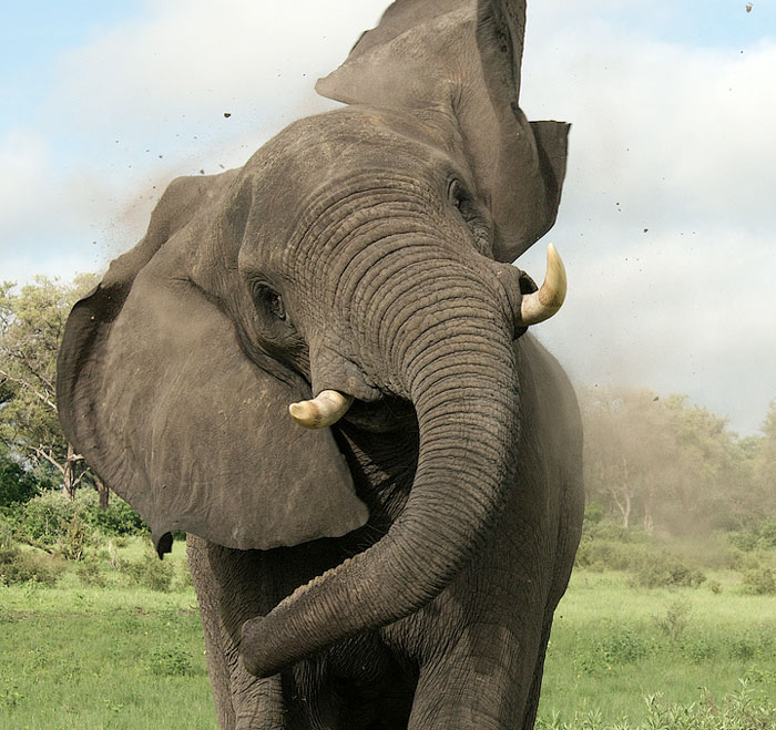 elefante-mata-cazador-ian-gibson (1)