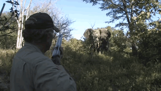 elefante-mata-cazador-ian-gibson (2)