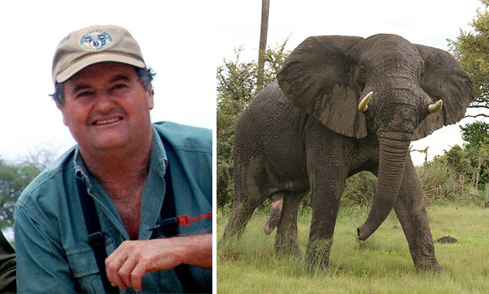 Un cazador de marfil fue pisoteado hasta la muerte por el elefante que intentaba cazar