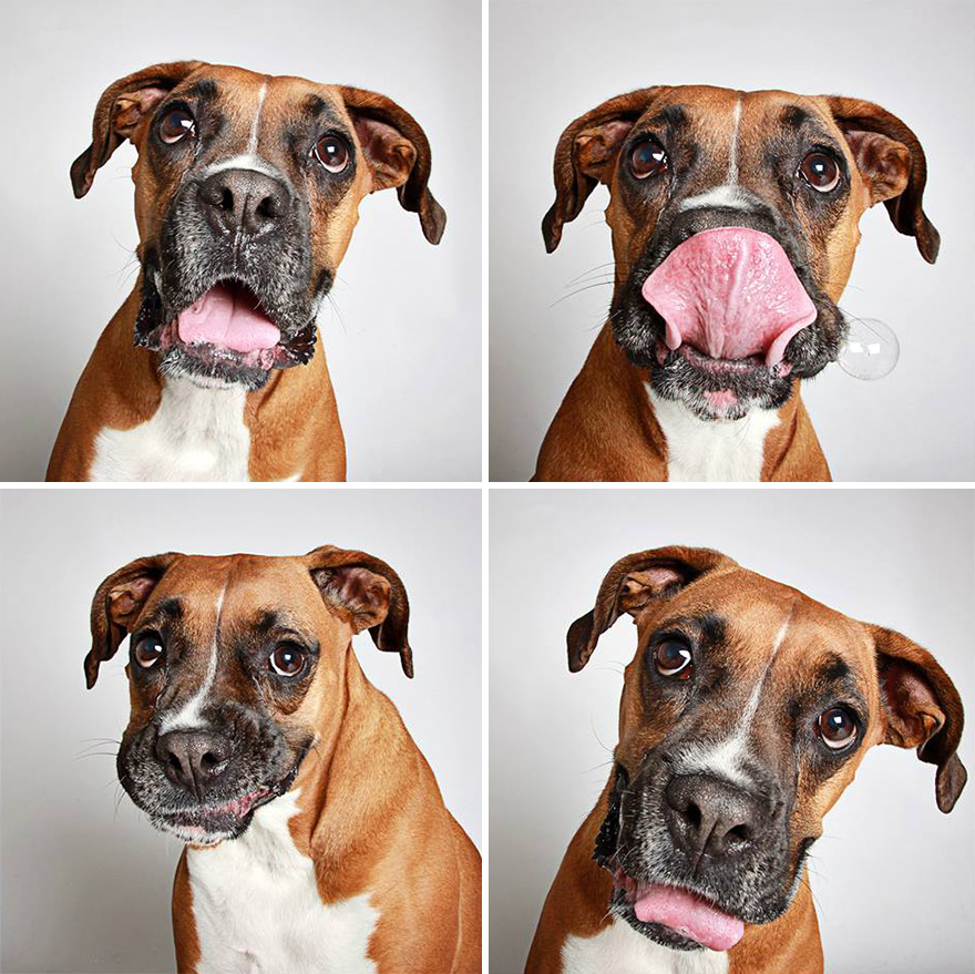fotomaton-adopcion-perros-organizacion-humanitaria-utah (13)