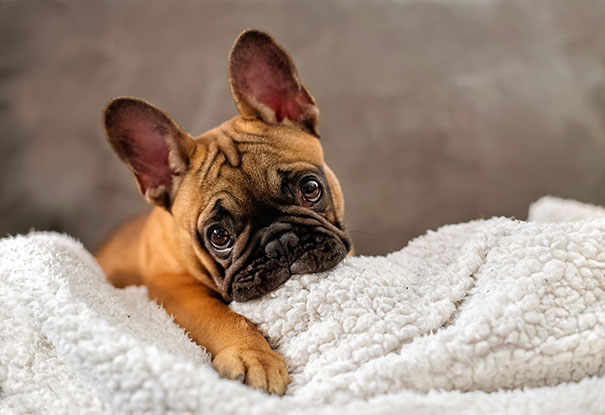 fotos-cachorros-bulldog (1)