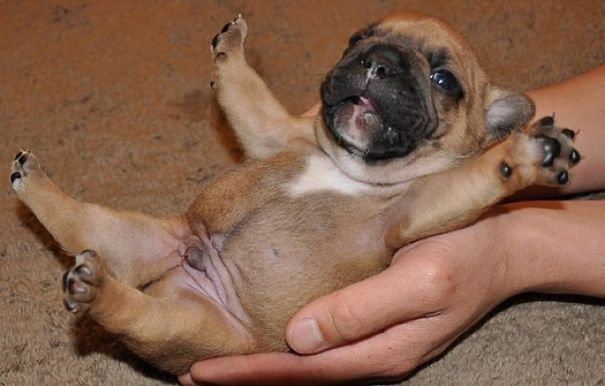 fotos-cachorros-bulldog (10)