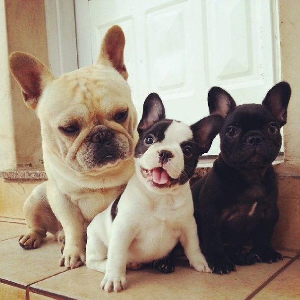 fotos-cachorros-bulldog (11)
