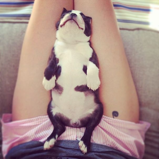 fotos-cachorros-bulldog (12)