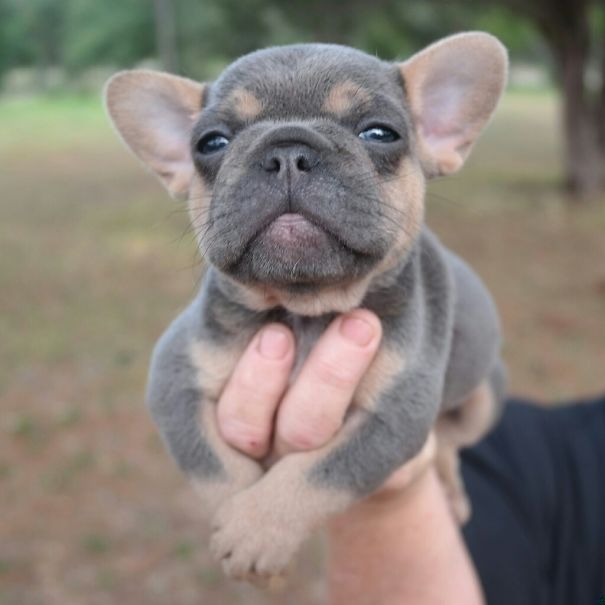 fotos-cachorros-bulldog (13)