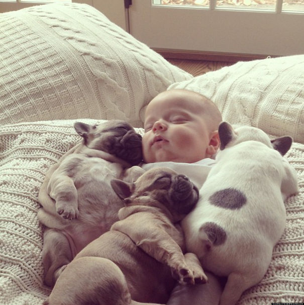 fotos-cachorros-bulldog (14)