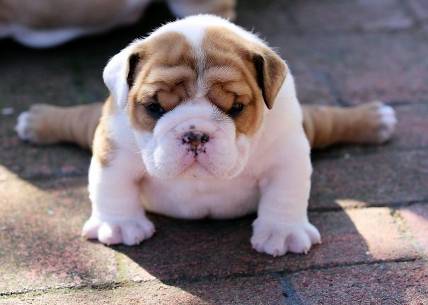 fotos-cachorros-bulldog (15)