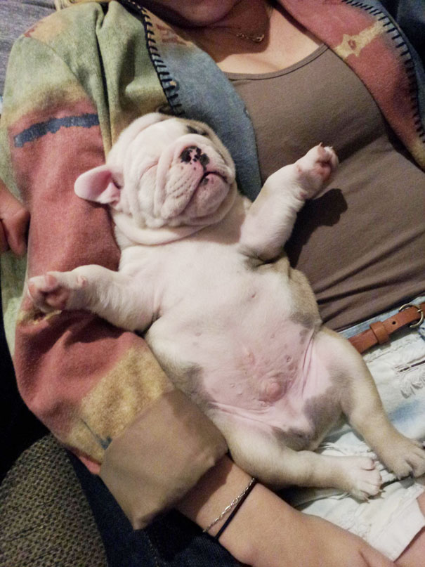 fotos-cachorros-bulldog (16)