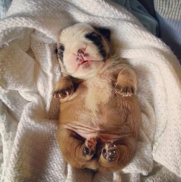 fotos-cachorros-bulldog (17)