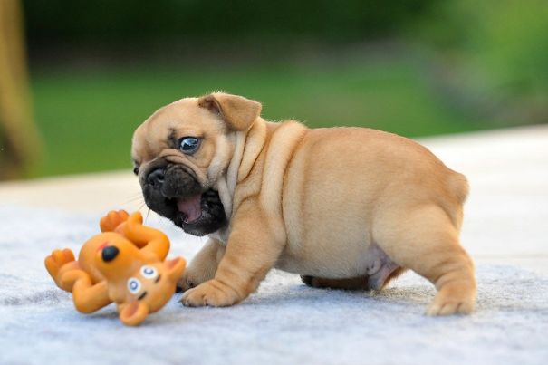 fotos-cachorros-bulldog (18)