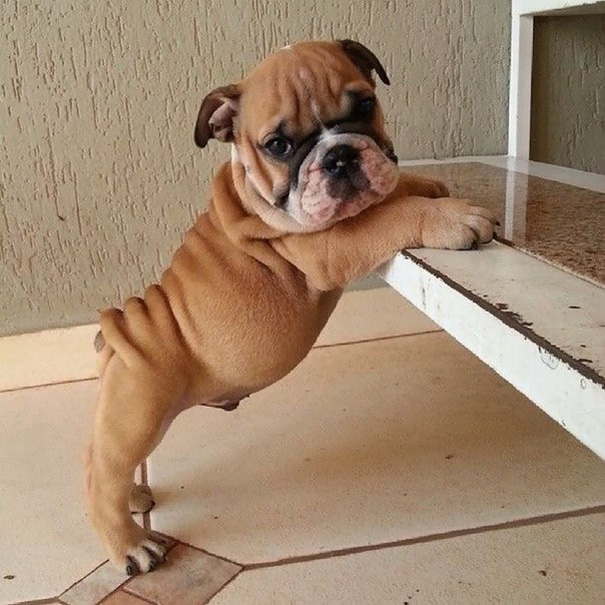 fotos-cachorros-bulldog (19)