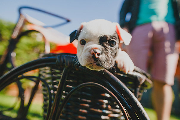 fotos-cachorros-bulldog (2)