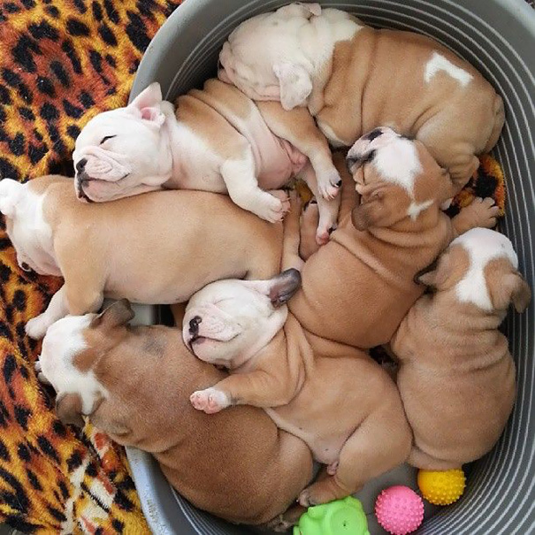 fotos-cachorros-bulldog (20)
